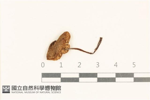粉褶菌屬藏品圖，第1張