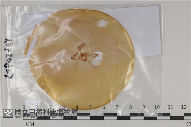 登錄號:F0035175藏品圖，第1張