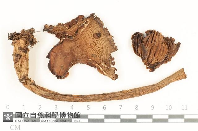 登錄號:F0038075藏品圖，第1張
