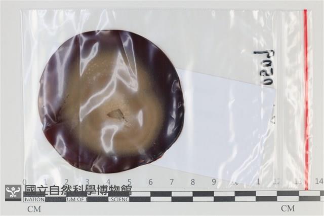 登錄號:F0035075藏品圖，第1張