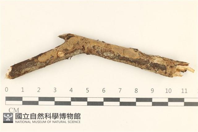 刺革菌屬藏品圖，第1張