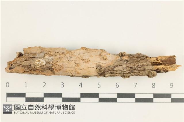 登錄號:F0038375藏品圖，第1張