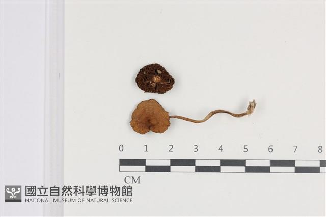 登錄號:F0036375藏品圖，第1張