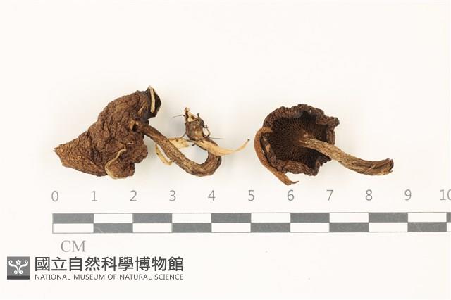 登錄號:F0037375藏品圖，第1張
