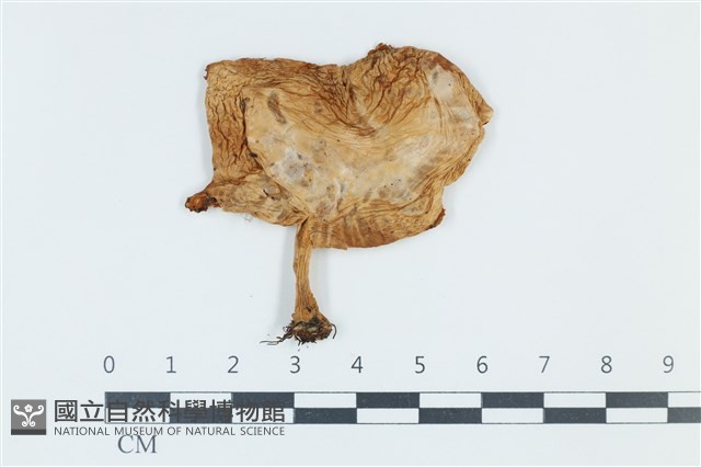 登錄號:F0039375藏品圖，第1張