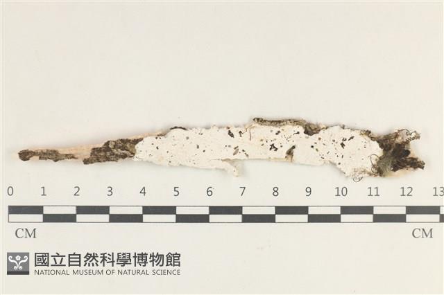 登錄號:F0038269藏品圖，第1張