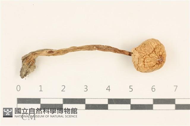 登錄號:F0037269藏品圖，第1張