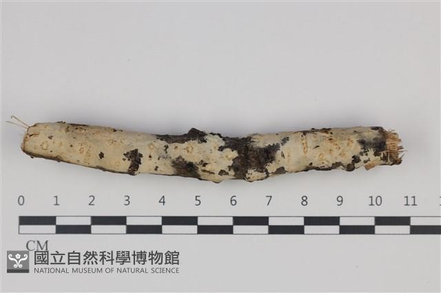 剛毛絲皮菌藏品圖，第1張