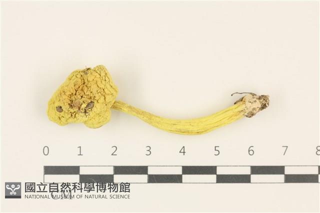 登錄號:F0036869藏品圖，第1張