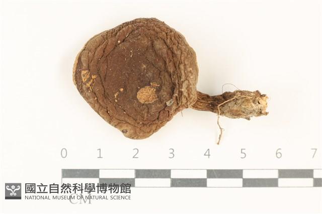 登錄號:F0037869藏品圖，第1張