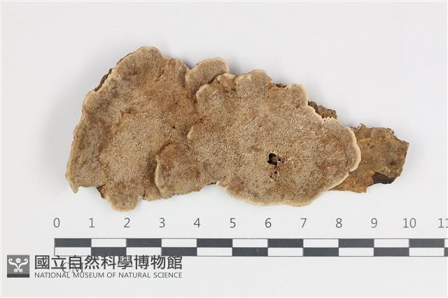 登錄號:F0035869藏品圖，第1張