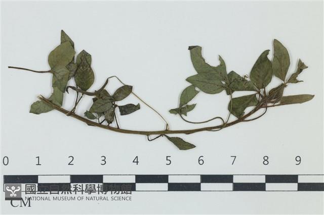 登錄號:F0038969藏品圖，第1張