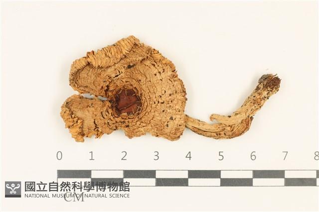 登錄號:F0036969藏品圖，第1張