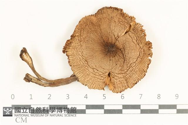 登錄號:F0037969藏品圖，第1張