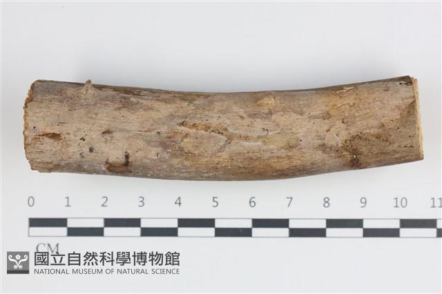 刺皮菌屬藏品圖，第1張