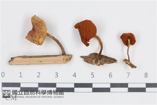 登錄號:F0038669藏品圖，第1張