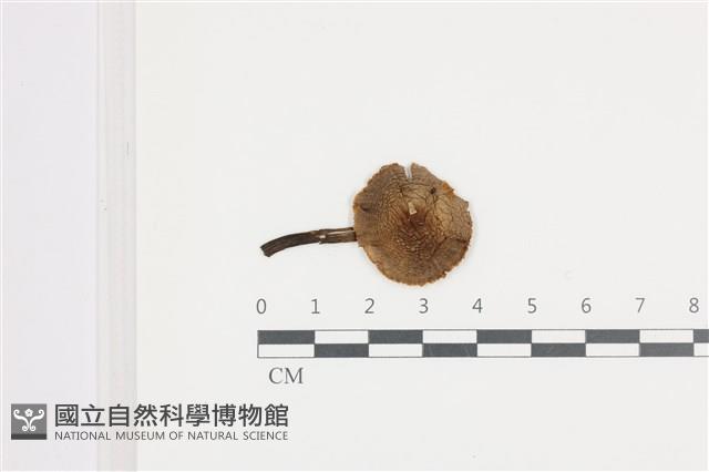 登錄號:F0036669藏品圖，第1張