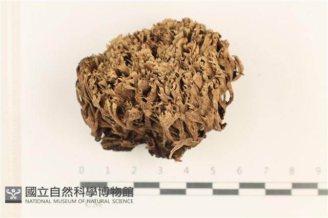 登錄號:F0037669藏品圖，第1張
