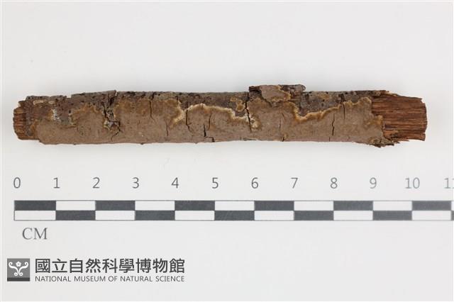 刺革菌屬藏品圖，第1張