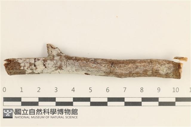 登錄號:F0038469藏品圖，第1張