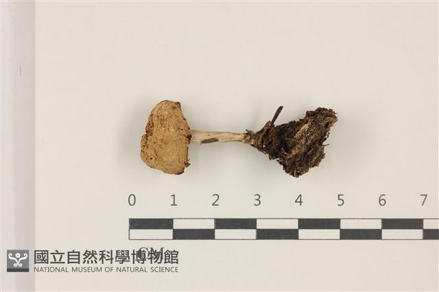 登錄號:F0037469藏品圖，第1張