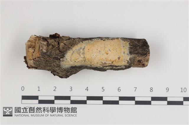 登錄號:F0035469藏品圖，第1張