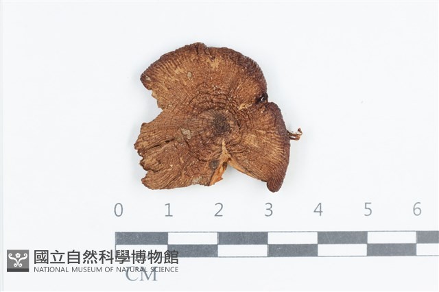 登錄號:F0038769藏品圖，第1張