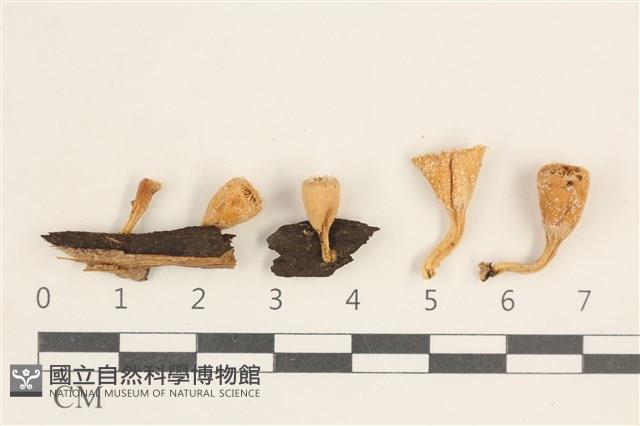 登錄號:F0038569藏品圖，第1張