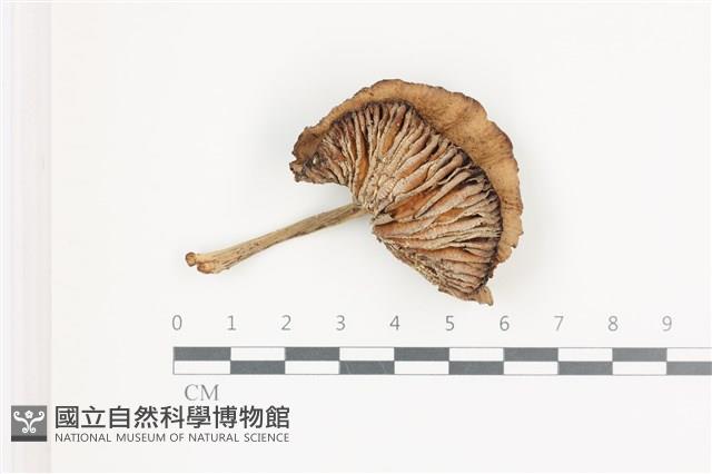 登錄號:F0036569藏品圖，第1張