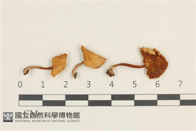 登錄號:F0037569藏品圖，第1張