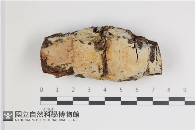 登錄號:F0035569藏品圖，第2張