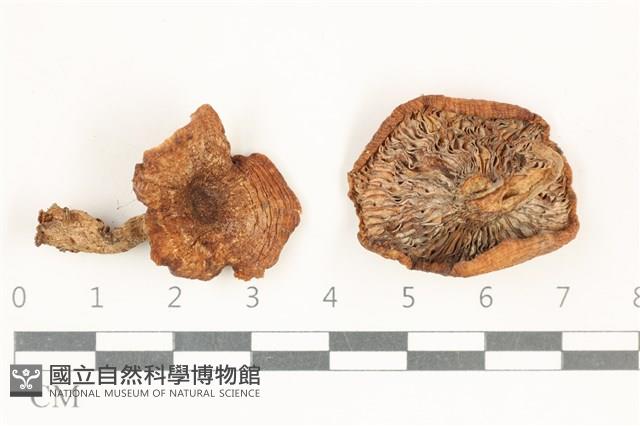 登錄號:F0038169藏品圖，第1張