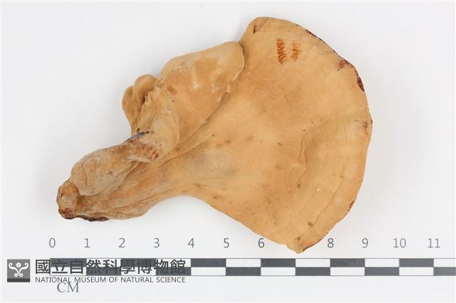 登錄號:F0036169藏品圖，第1張