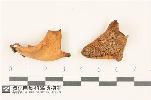 登錄號:F0037169藏品圖，第1張