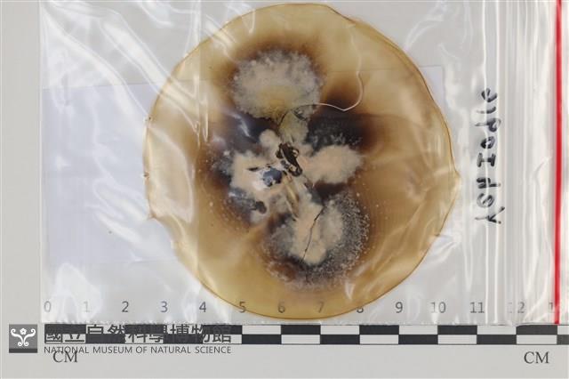 登錄號:F0035169藏品圖，第1張