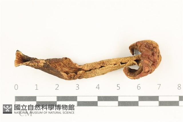 登錄號:F0038069藏品圖，第1張