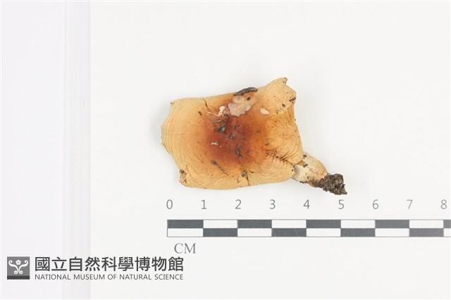 登錄號:F0036069藏品圖，第1張