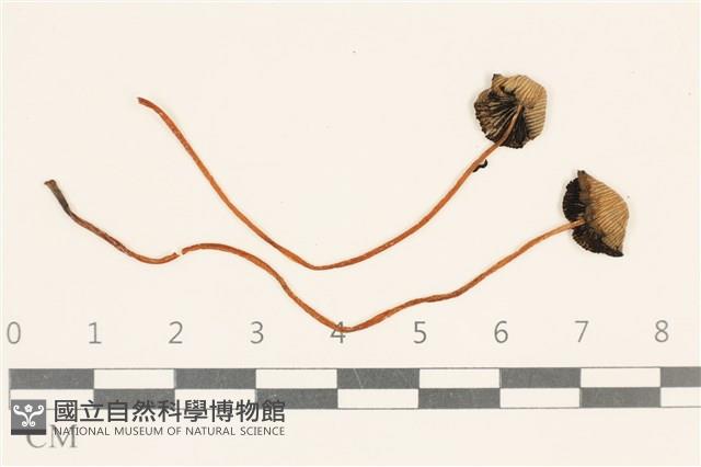 登錄號:F0037069藏品圖，第1張