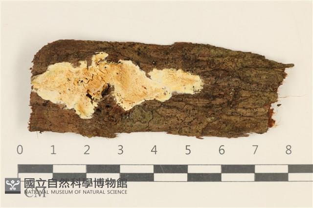 寡孔菌屬藏品圖，第1張