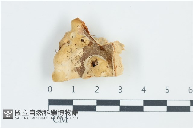 登錄號:F0039069藏品圖，第1張