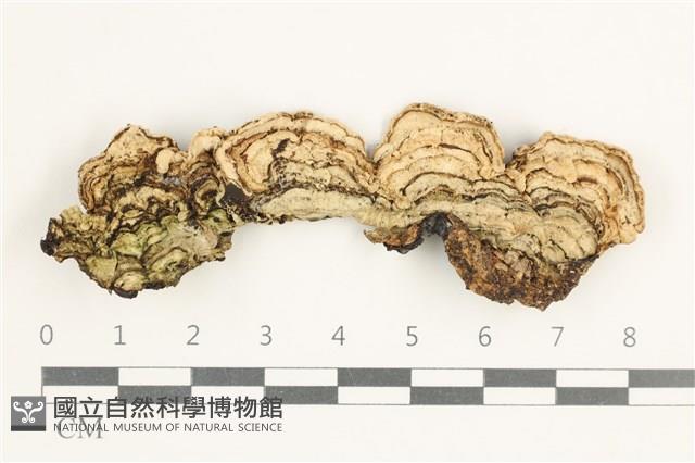 登錄號:F0038369藏品圖，第1張