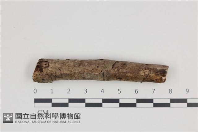 登錄號:F0035369藏品圖，第1張