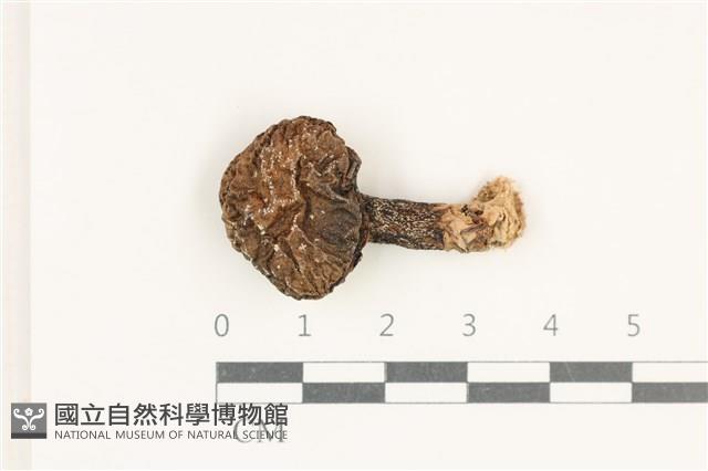 登錄號:F0038229藏品圖，第1張
