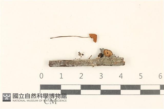 小皮傘屬藏品圖，第1張