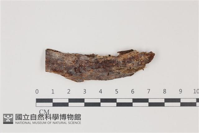 登錄號:F0035229藏品圖，第1張