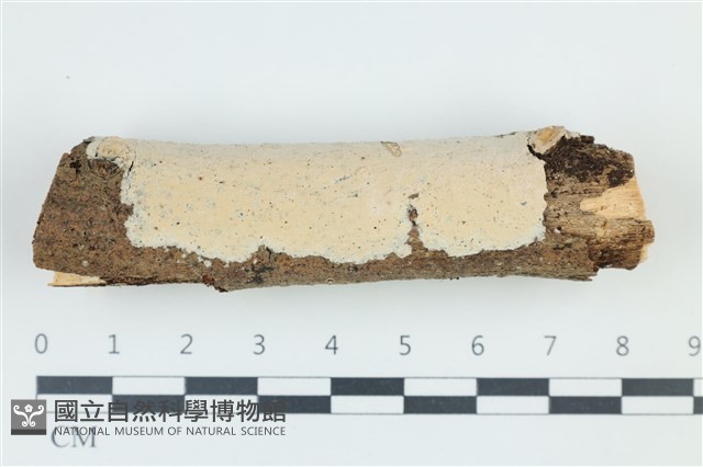 登錄號:F0039229藏品圖，第1張