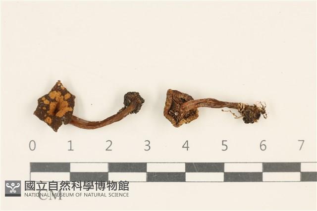 登錄號:F0036829藏品圖，第1張