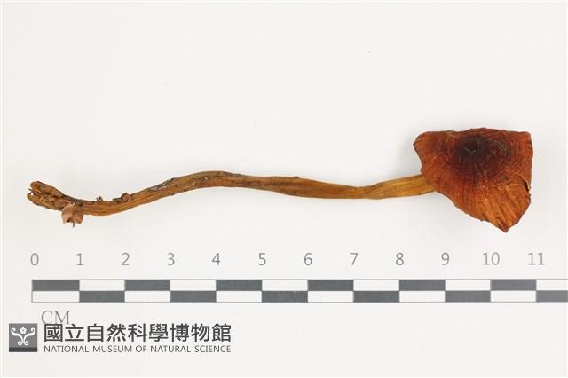 館號:F0035829藏品圖，第3張