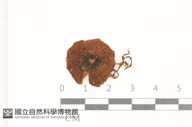 登錄號:F0036929藏品圖，第1張