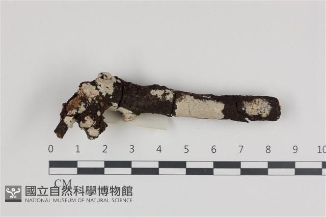 刺皮菌屬藏品圖，第1張